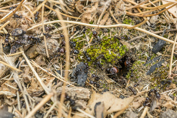 Ants