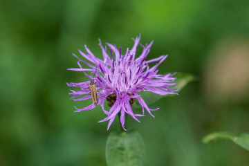 Close-up of beetle on a purple flower.