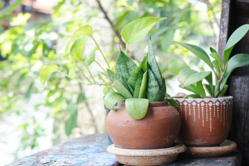 Pottery Flowerpot with plant on wooden plank