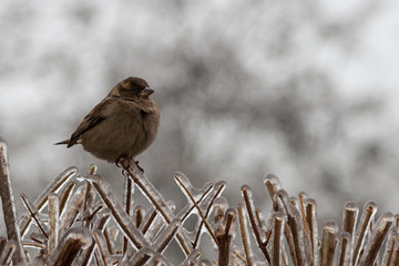 Sparrow on the ice-covered branches of a bush.