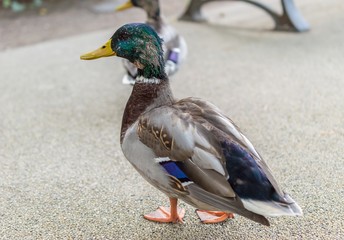 Male mallard closeup in profile in park