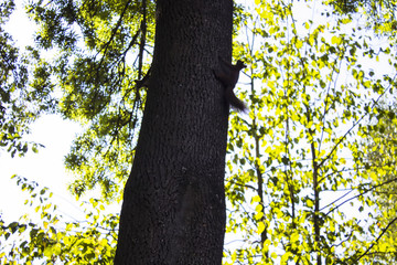 Cute little red eurasian squirrel on the tree.