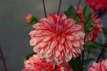 Dahlia rose et rouge en été, parc floral Paris