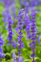 Obraz premium Lavender flower.