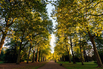 Tree lined street in Hyde Park, London