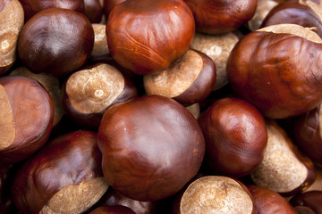 Chestnuts scattered on the floor