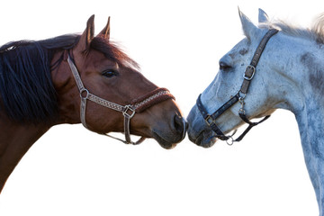 Fototapeta premium two horses on a white background closeup