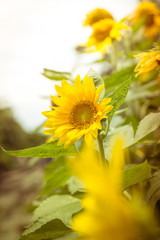 Naklejka premium Sunflower in the field vintage color tone.