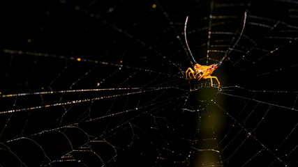 Long horned or Orb-weaver spider on the web(Macracantha arcuata) in nature