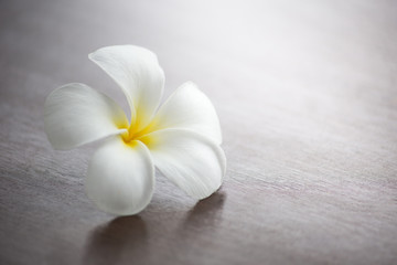 White plumeria flower drop on the ground.