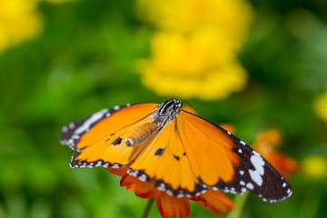 Yellow Butterfly catch on yellow Cosmos flowers.