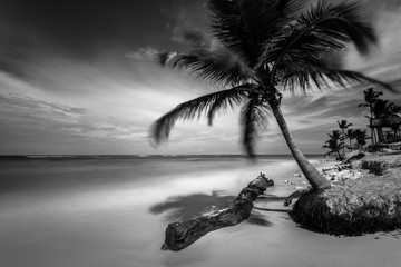 Fototapeta Punta Cana (B&W) obraz