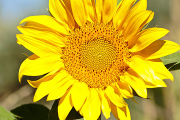 Fototapeta premium Sunflower with bees in summer.