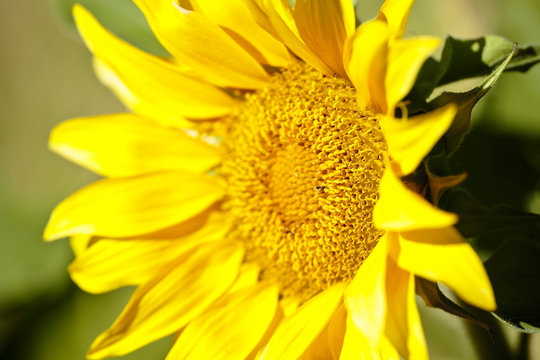 Sunflower with bees in summer.