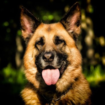 German shepherd dog, portrait 