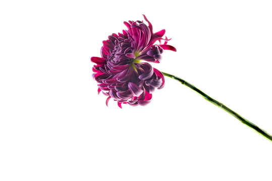 Single purple chrysanthemum, studio shot 