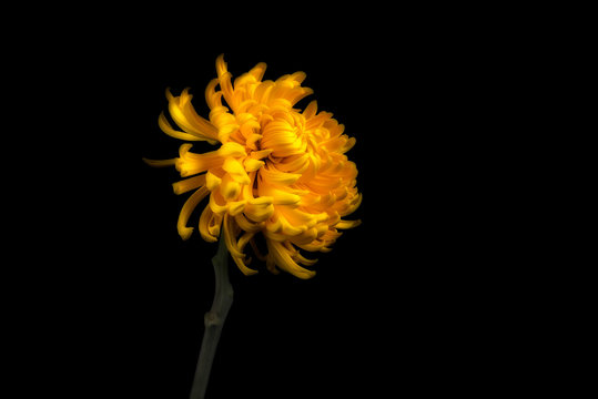 Single yellow chrysanthemum, studio shot