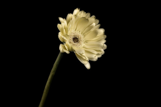 Single pale yellow gerbera, studio shot 