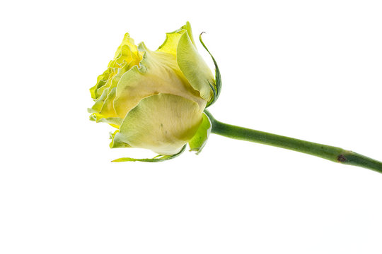 Single yellow rose, studio shot 