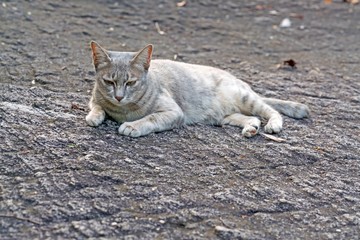 Gray Cat lie down on dark rock - Cat with copy space
