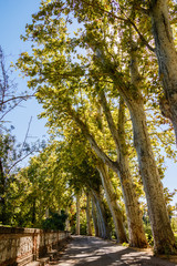 Paseo arbolado centenario en HDR, jardin del Príncipe de Aranjuez, patrimonio de la humanidad (UNESCO), Madrid, España