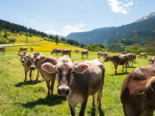 Fototapeta na wymiar Cows grazing
