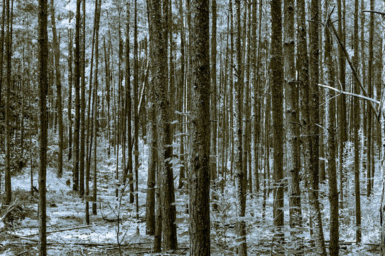 Trees