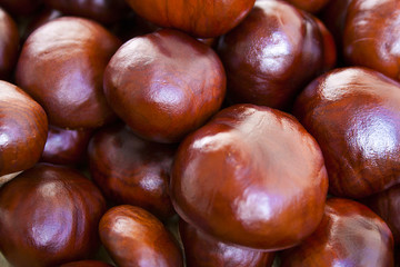 Chestnuts scattered on the floor