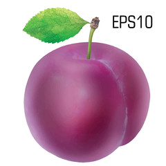 Plum isolated on white - vector EPS 10. Ripe plum isolated. Plum berry fruit isolated on white background. Sweet plum. Plum on white. One plum isolated.