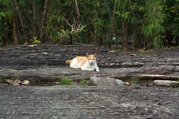 orange & white Cat  lying on rock. - stray cat on dark rock 