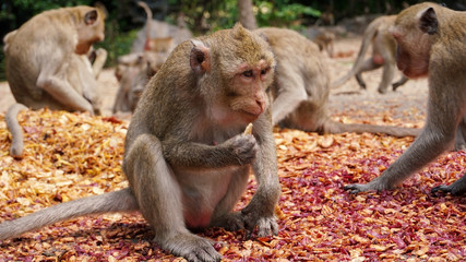 monkey eating food that people brought to them