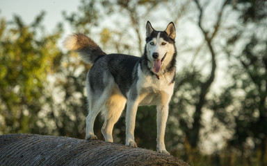Husky
