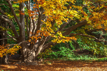 old big tree in the autumn forest