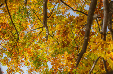 blue sky through the yellow birch leaves
