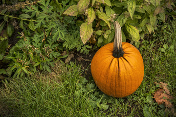 Big autumn pumpkin