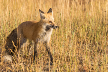Red Fox
