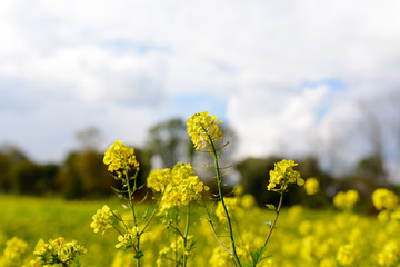 Obraz premium Feld voller gelben Blumen