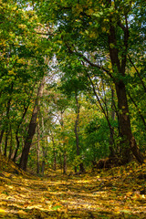 autumn landscape sunny day in the forest