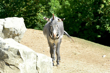 zèbre