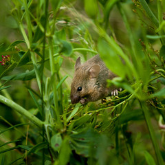 Une souris sur vert