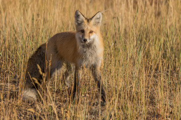 Red Fox