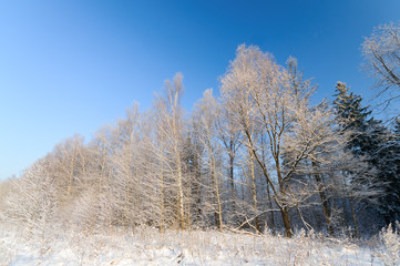 Winter trees covered with fresh snow