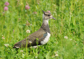 Juvenile lapwing at summer meadow