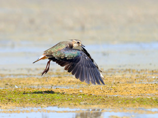 Flying lapwing above lake shore