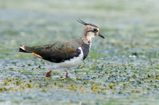 Walking lapwing in marsh