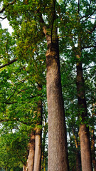 In a park in Antwerp