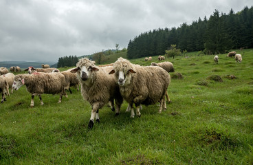 Fototapeta premium Sheep grazing