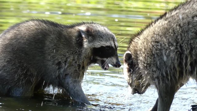 Close up racoons scrimmage wilderness