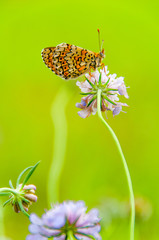 Papillon sur fleur et fond vert