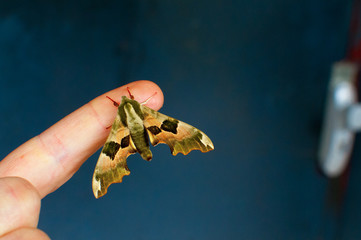 Un papillon sur le doigt
